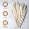 30 Pampas Natural Dried Stems for Stylish Bouquets & Home Decor